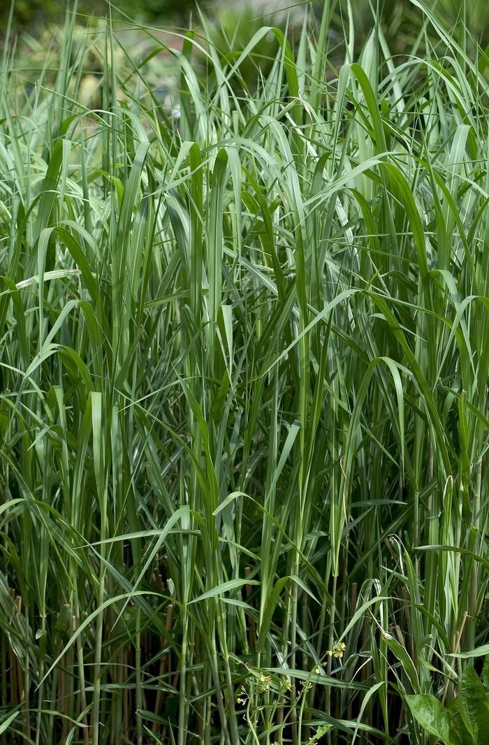 Miscanthus sinensis Cosmopolitan