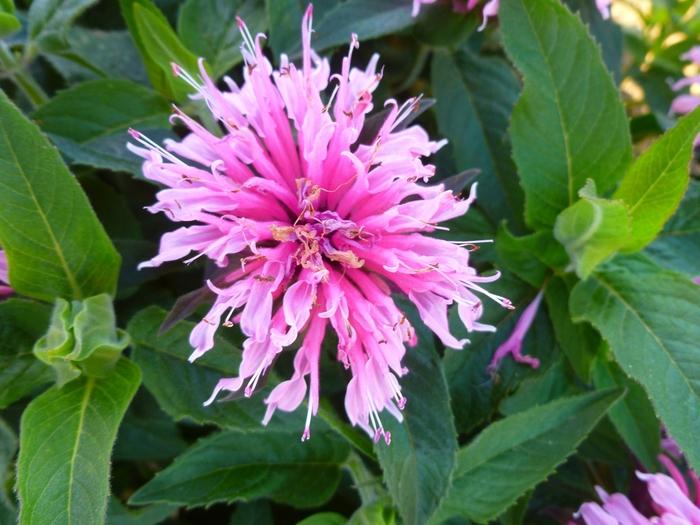 Monarda didyma Balmy&trade; Pink