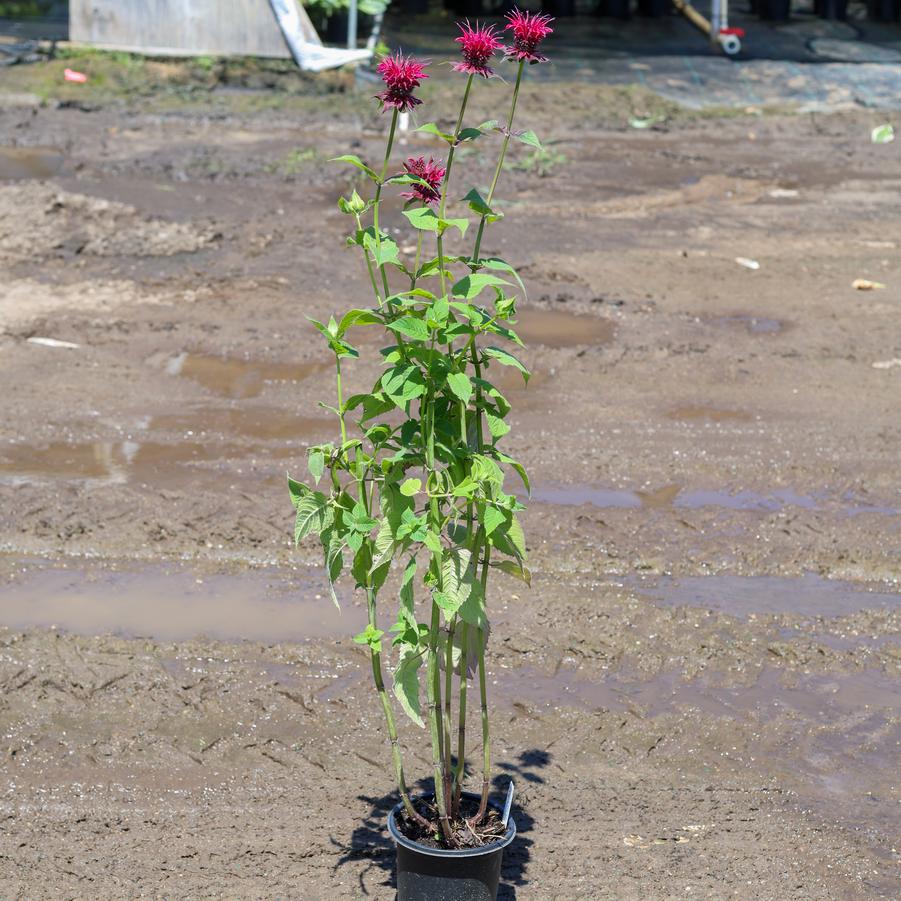 Monarda 'Raspberry Wine' - Bee Balm from Great Lakes Landscape Supply