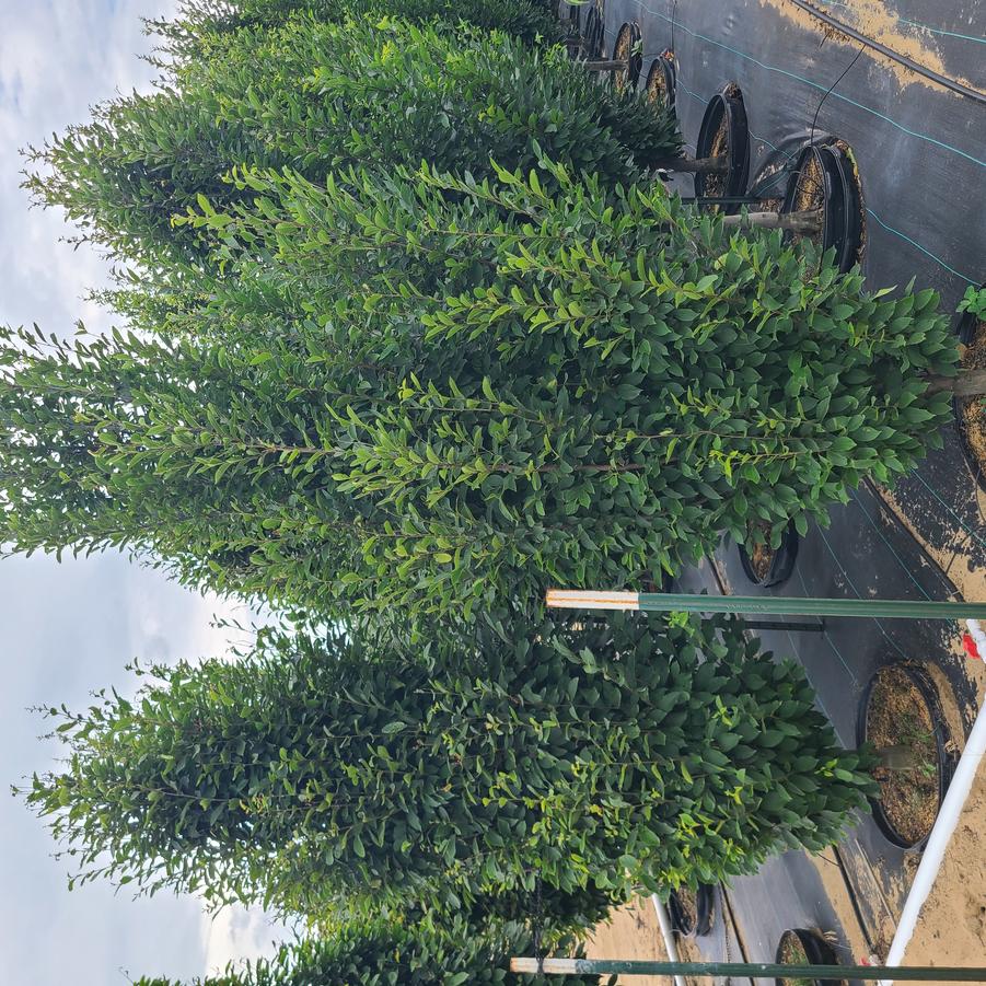 Picea pungens Fastigiata