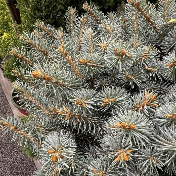 Picea pungens Glauca Globosa