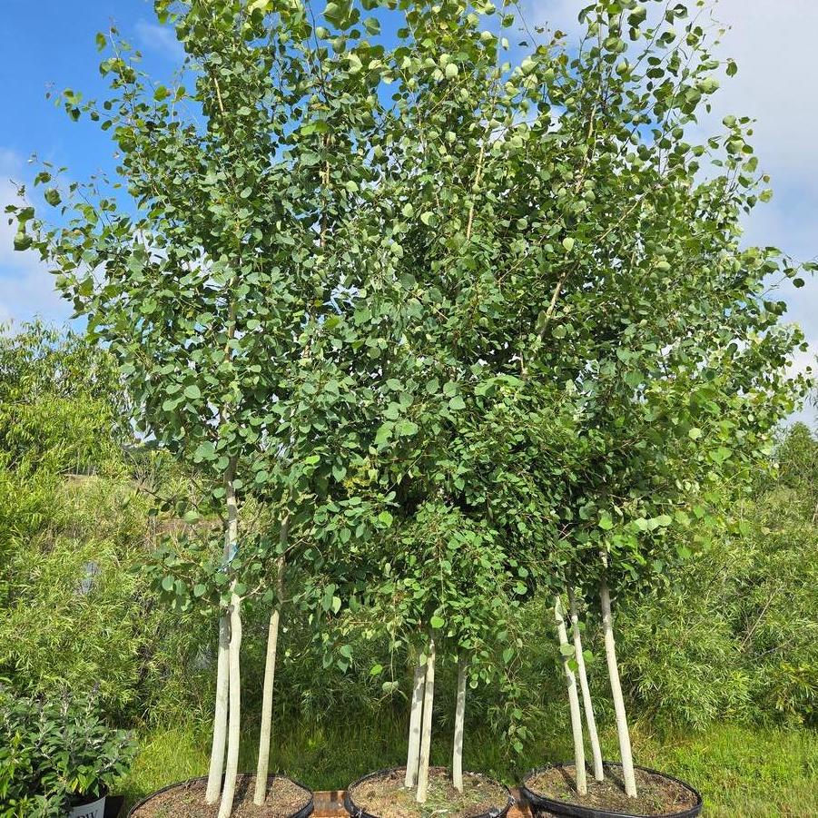 Populus tremuloides - Quaking Aspen from Great Lakes Landscape Supply
