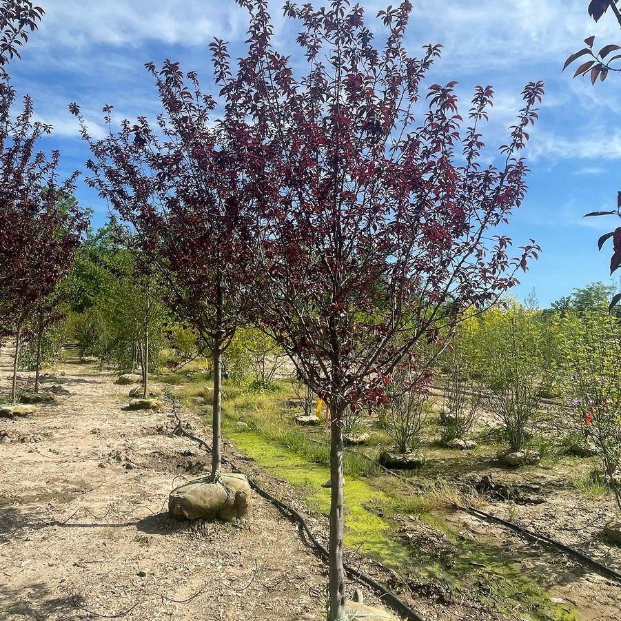 Prunus cerasifera 'Newport' - Newport Purple Leaf Plum from Great Lakes Landscape Supply