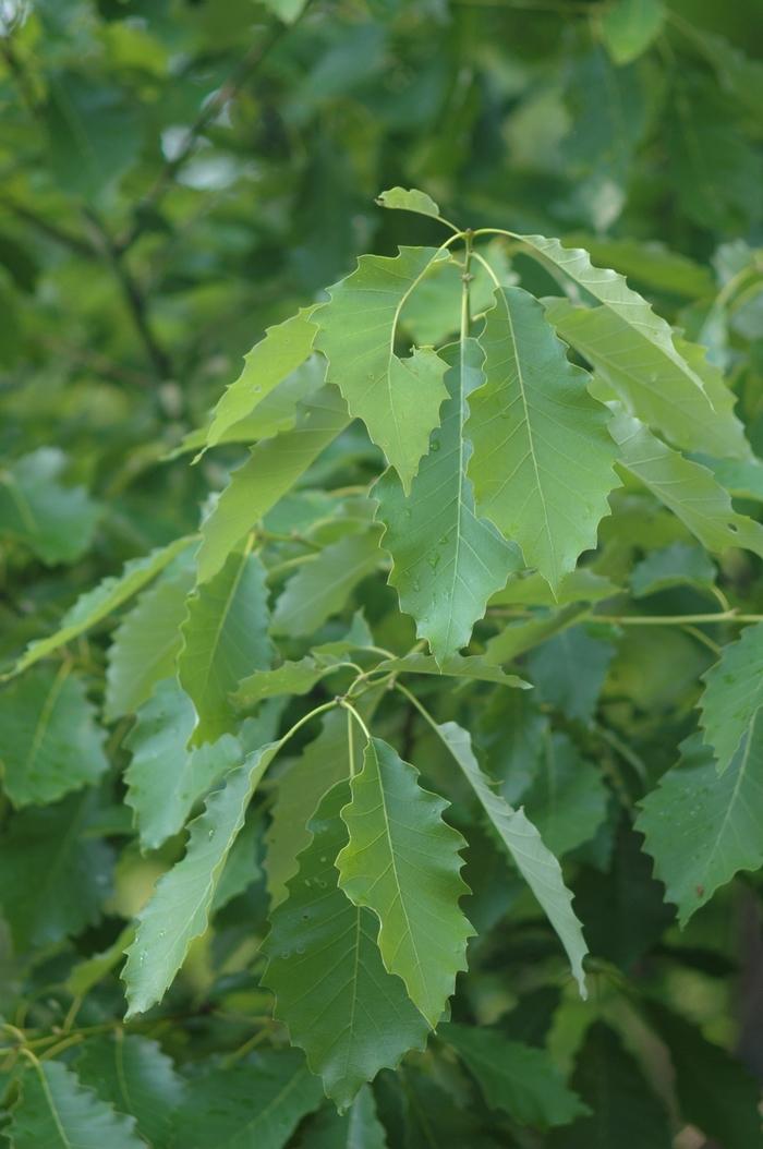 Quercus muehlenbergii 