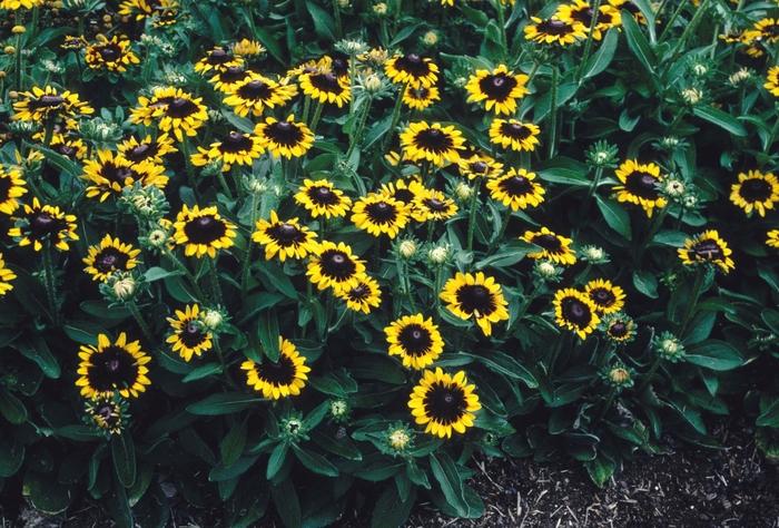 Rudbeckia hirta Sonora