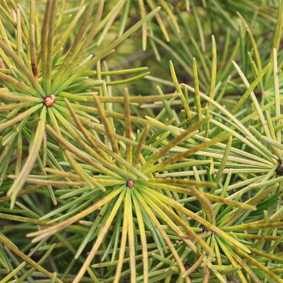Sciadopitys verticillata - Japanese Umbrella Pine from Great Lakes Landscape Supply