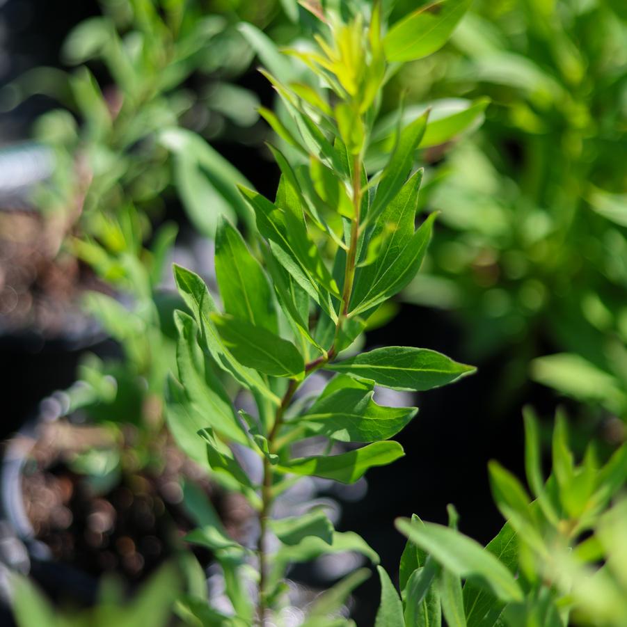 Solidago speciosa - Showy Goldenrod from Great Lakes Landscape Supply