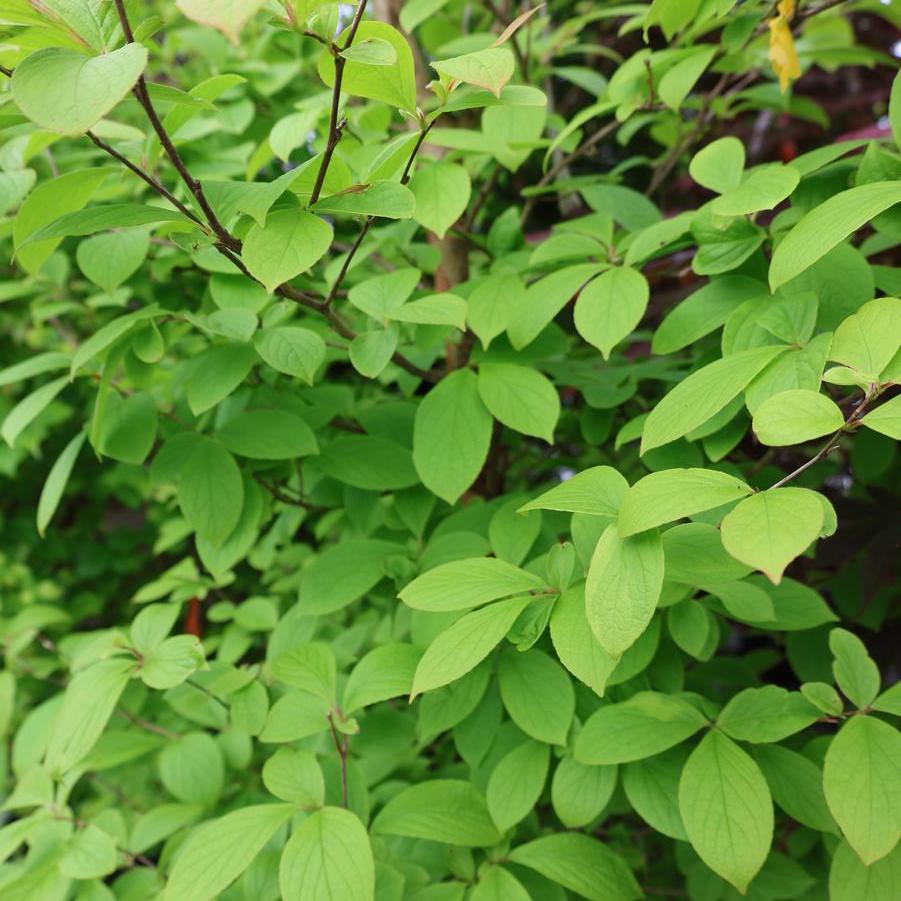 Stewartia pseudocamellia - Japanese Stewartia from Great Lakes Landscape Supply