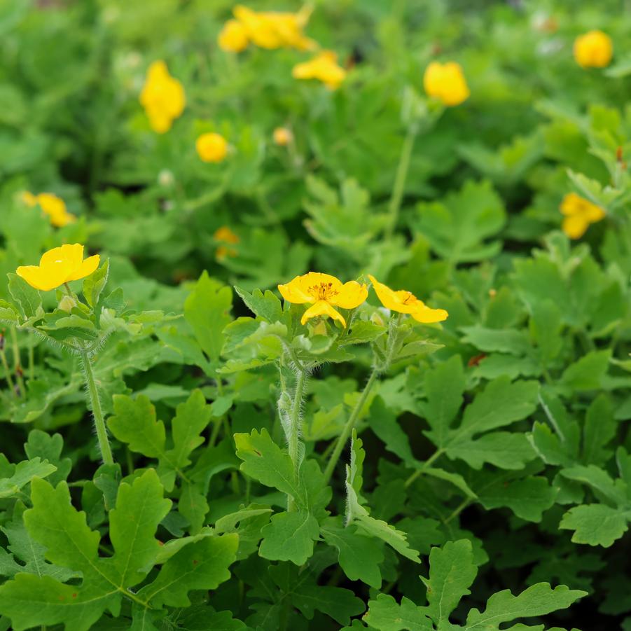 Stylophorum diphyllum - Celandine Poppy from Great Lakes Landscape Supply
