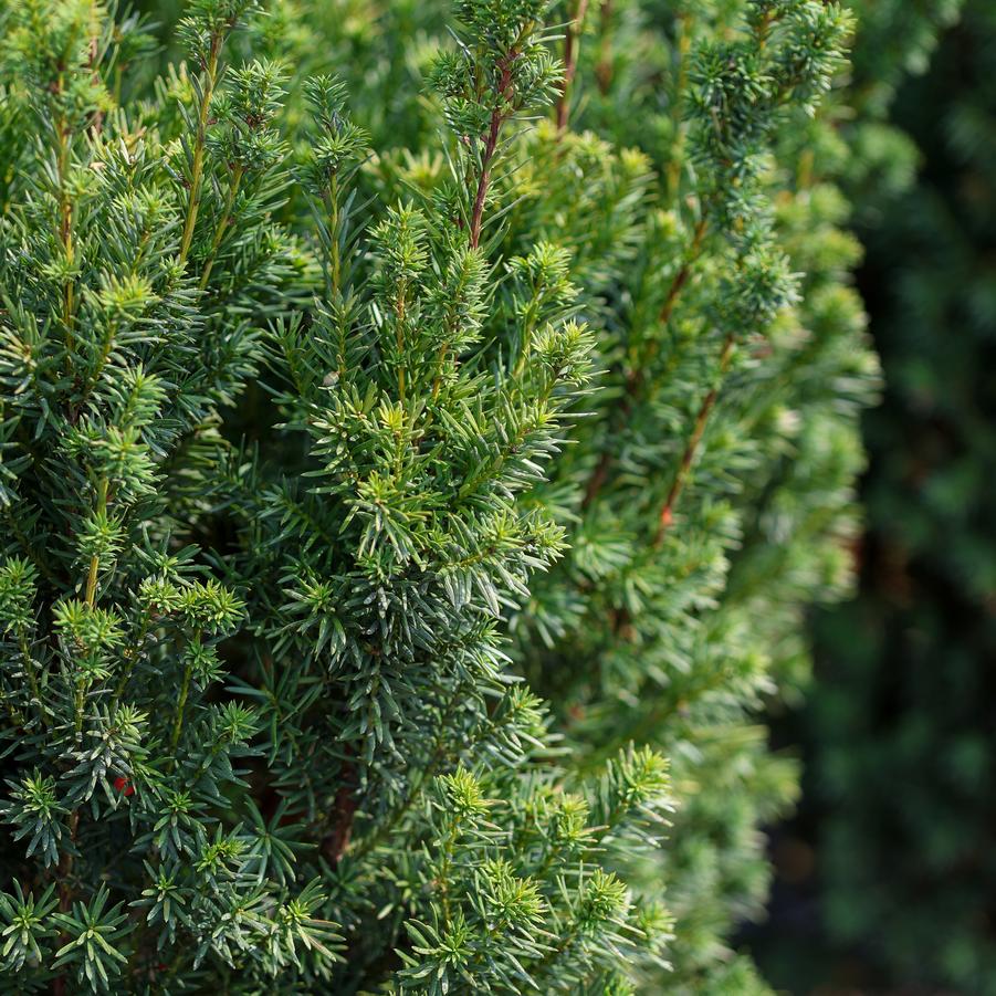 Taxus x media 'Hicksii' - Yew from Great Lakes Landscape Supply