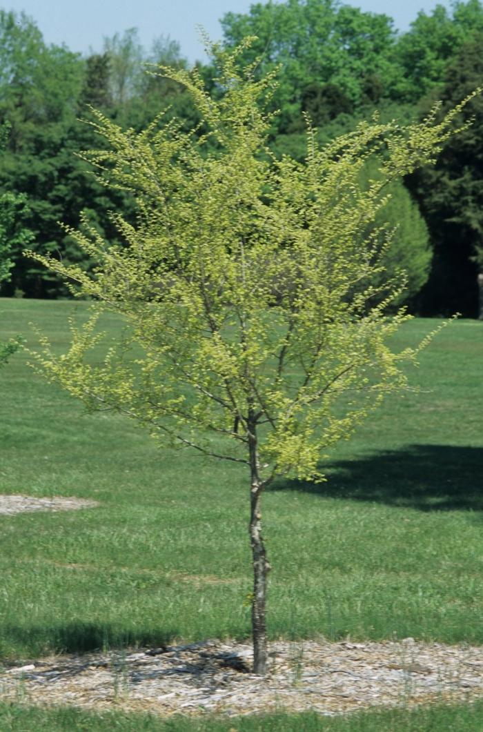 Ulmus parvifolia 