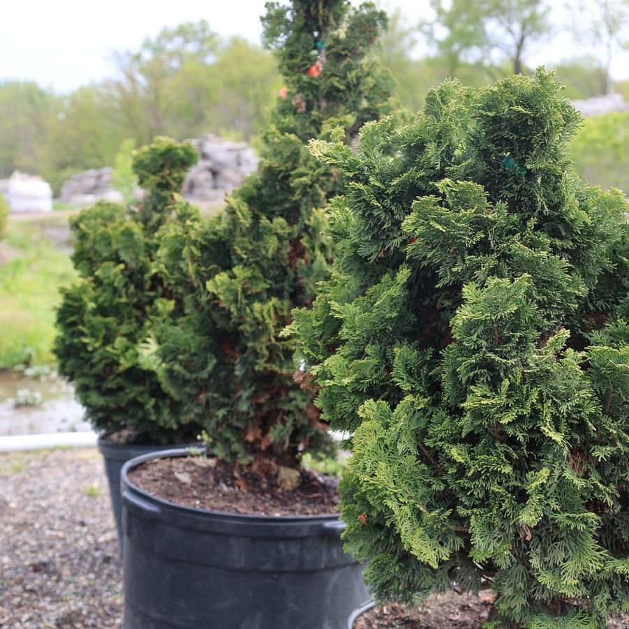 Chamaecyparis obtusa 'Nana' - Hinoki Falsecypress from Great Lakes Landscape Supply