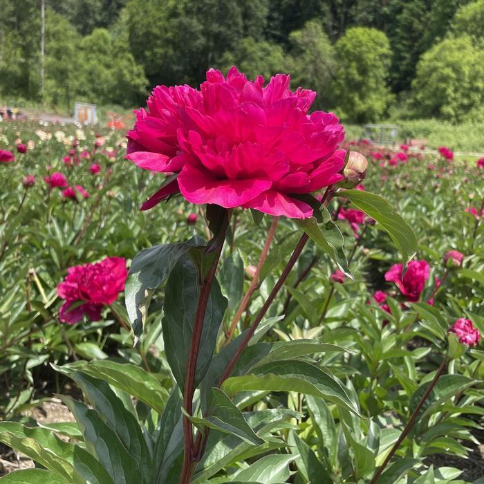 Paeonia lactiflora Big Ben