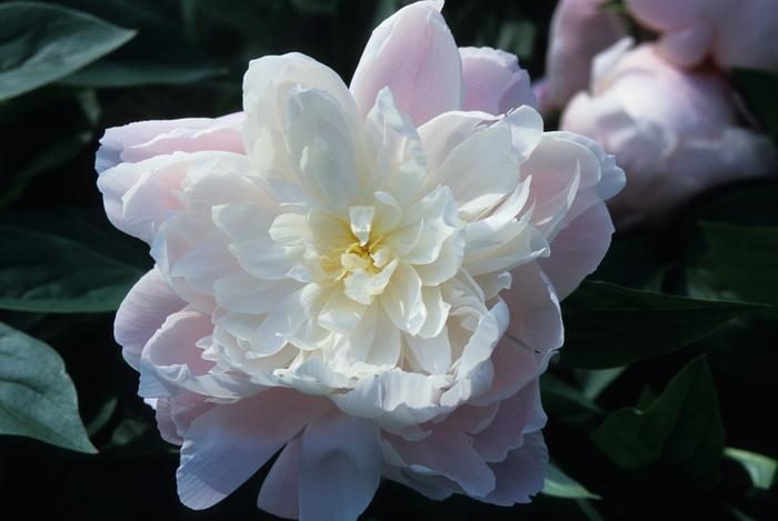 Paeonia lactiflora Mrs Franklin D Roosevelt