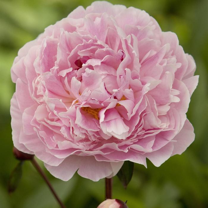 Paeonia lactiflora Sarah Bernhardt