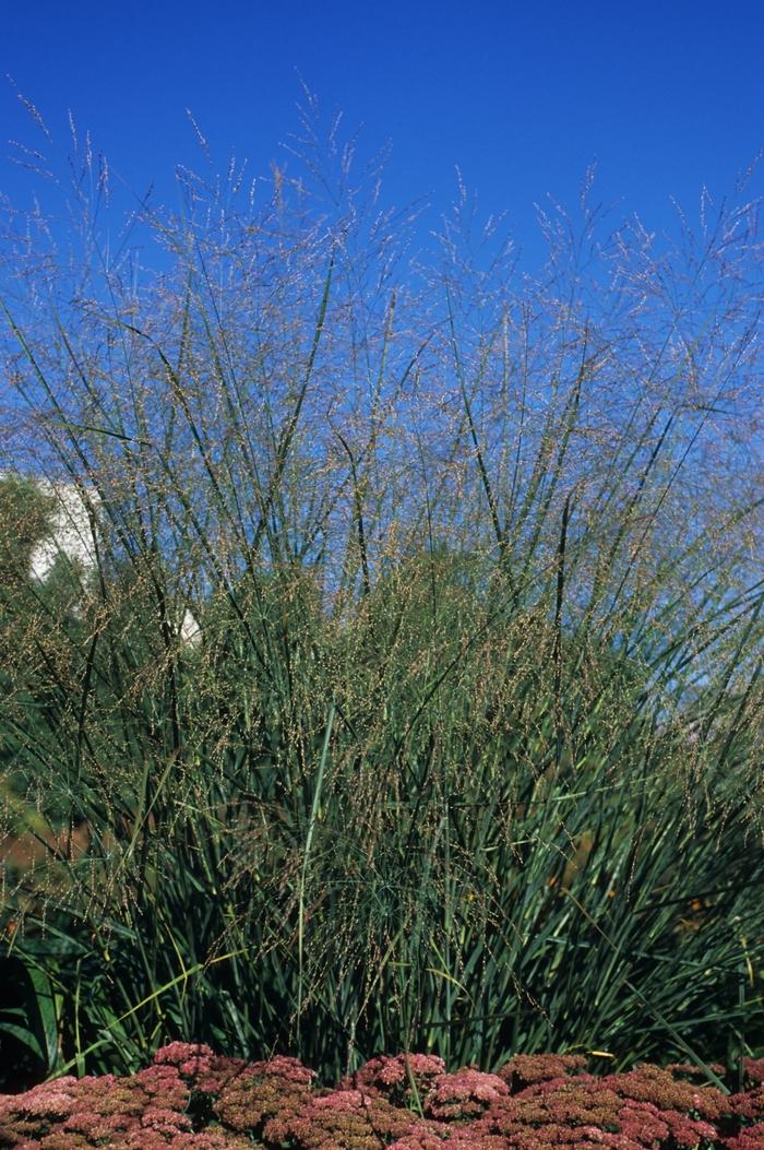 Panicum virgatum Cloud Nine