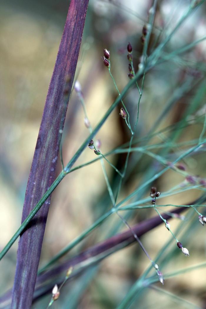 Panicum virgatum Hot Rod