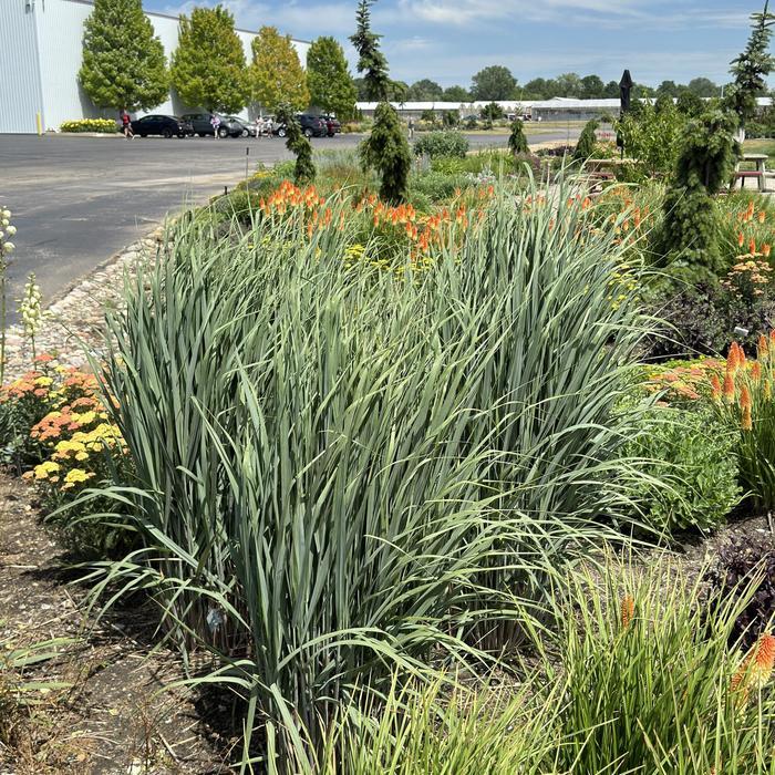 Panicum virgatum Prairie Winds&reg; Totem Pole