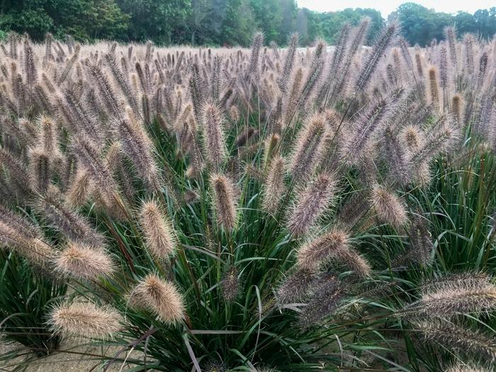 Pennisetum alopecuroides Puppy Love