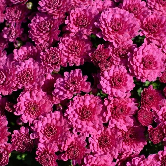 Chrysanthemum x morifolium 'Purple' - Garden Mum from Great Lakes Landscape Supply