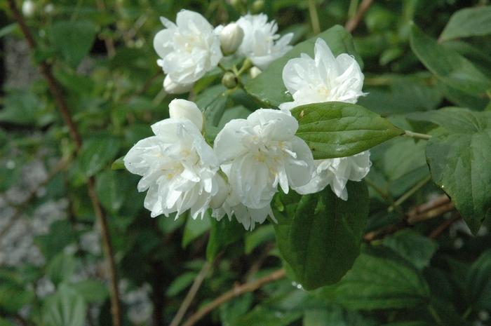 Philadelphus x virginalis Minnesota Snowflake