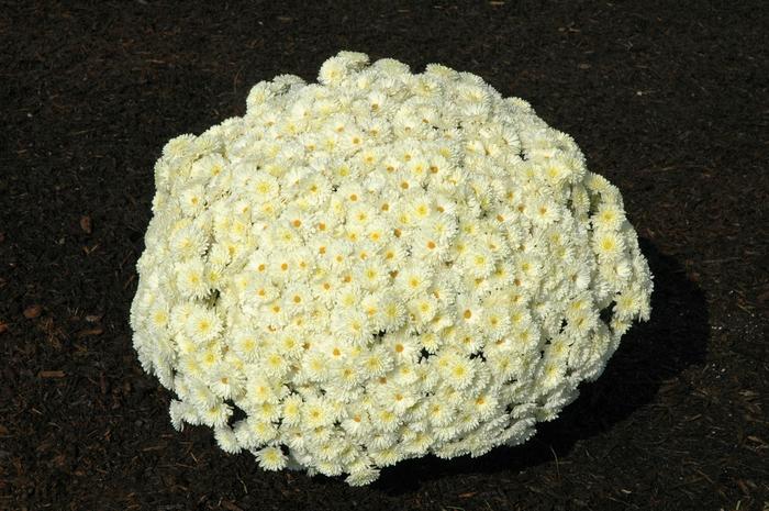 Chrysanthemum x morifolium White