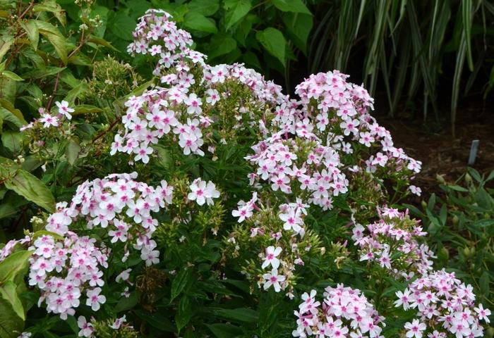 Phlox paniculata Bright Eyes
