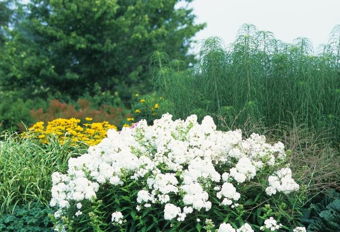Phlox paniculata David