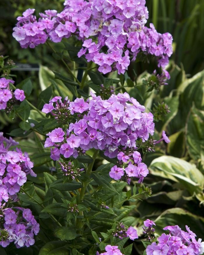 Phlox paniculata Nicky
