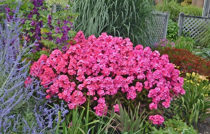 Phlox paniculata Garden Girls&trade; Glamour Girl