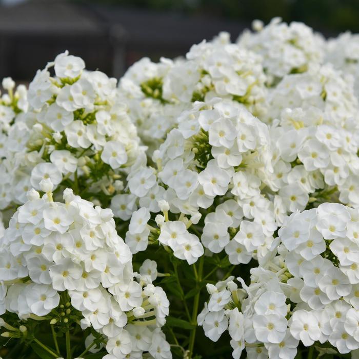 Phlox paniculata Luminary&trade; Backlight