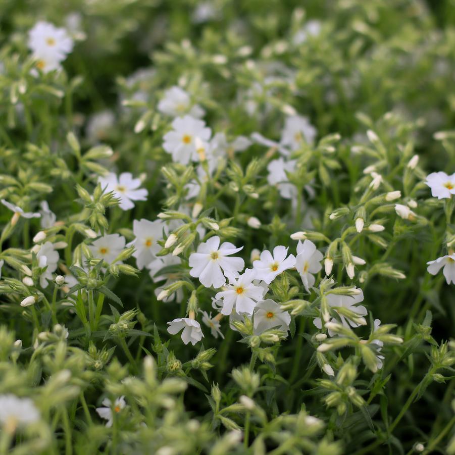 Phlox subulata Early Spring™ 'White' - Creeping Phlox from Great Lakes Landscape Supply