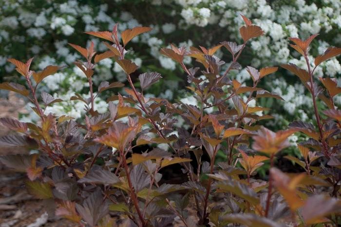 Physocarpus opulifolius Coppertina&reg;