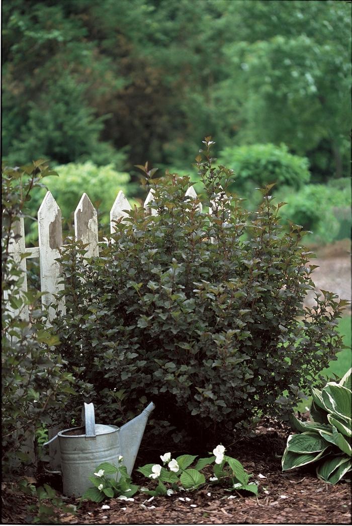 Physocarpus opulifolius Summer Wine&reg; 