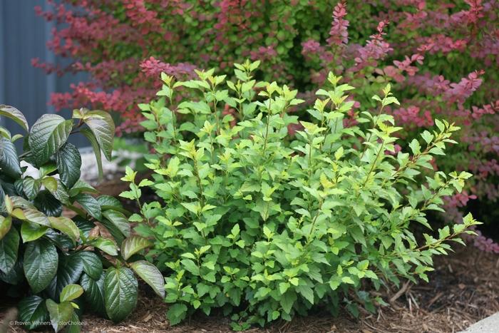 Physocarpus opulifolius Tiny Wine&reg; Gold