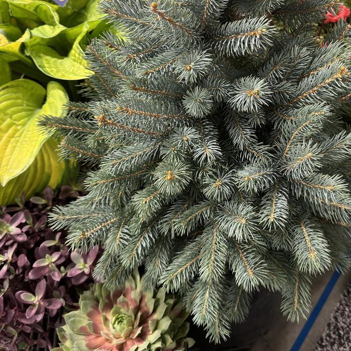 Picea pungens Baby Blue&reg;
