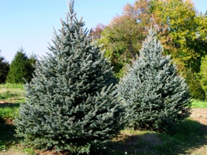 Picea Pungens Fat Albert
