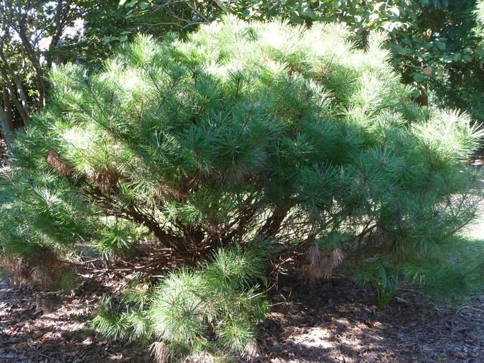 Pinus densiflora Umbraculifera (Tanyosho)