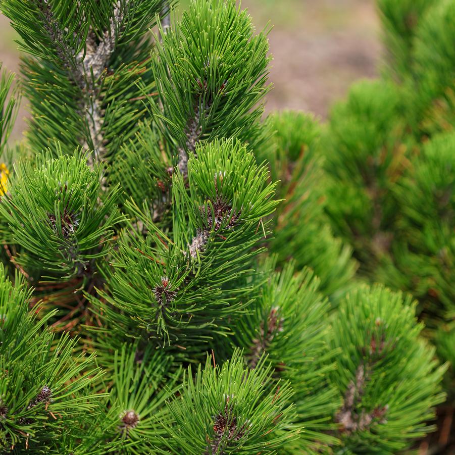 Pinus leucodermis 'Compact Gem' - Bosnian Pine from Great Lakes Landscape Supply