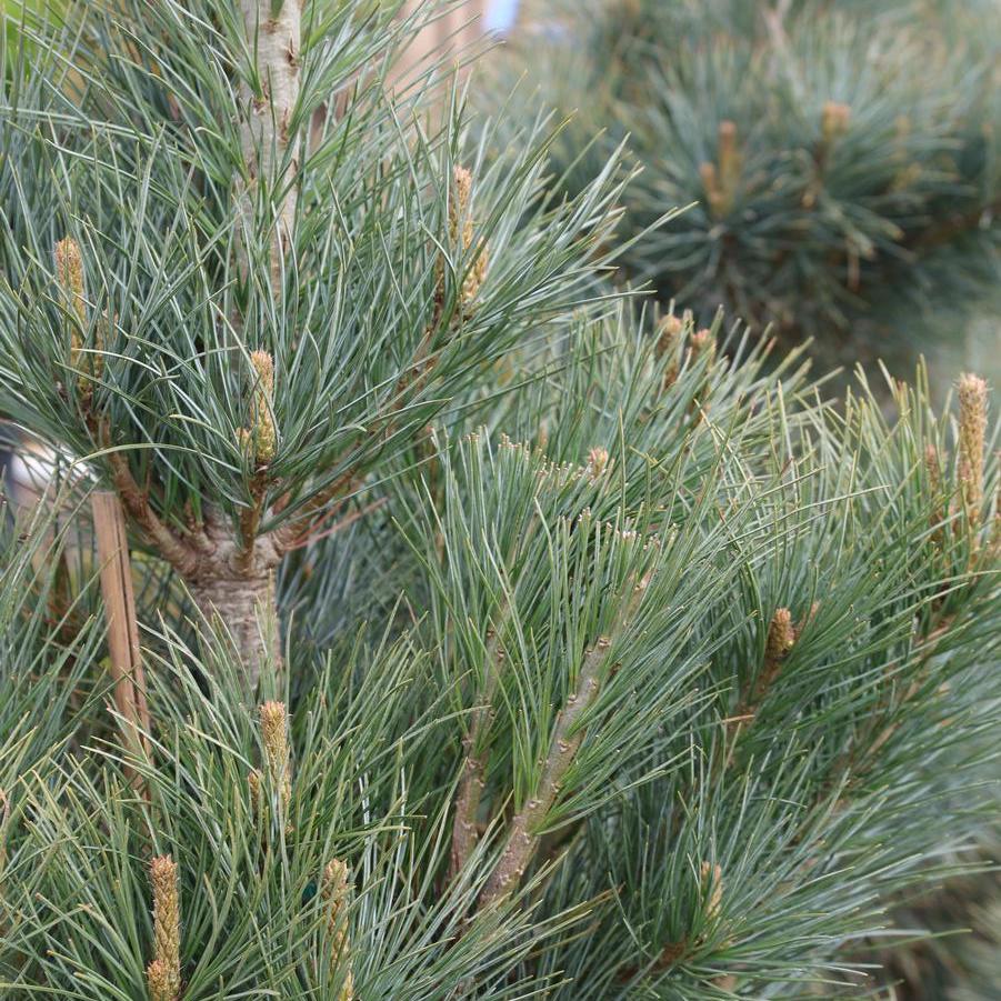 Pinus peuce 'Pacific Blue' - Macedonian Pine from Great Lakes Landscape Supply