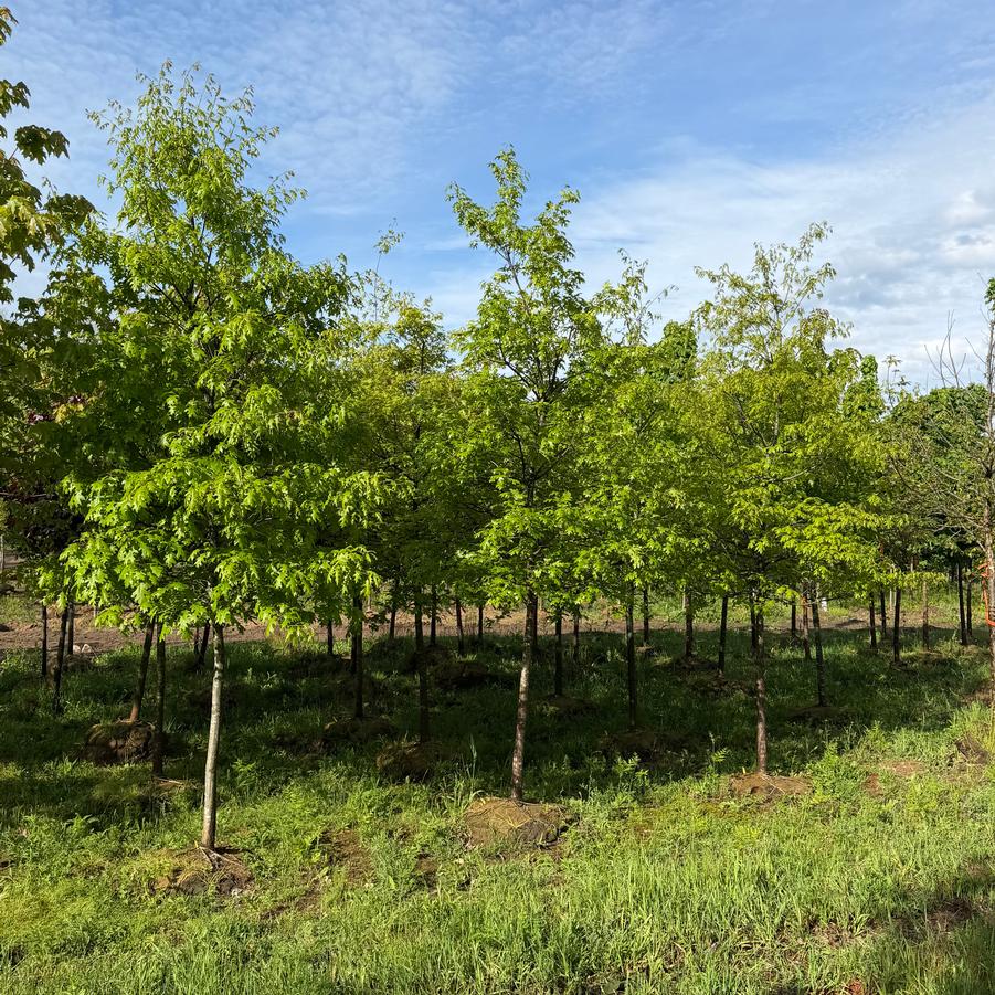 Quercus palustris - Pin Oak from Great Lakes Landscape Supply