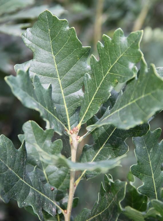 Quercus robur x alba 'Streetspire®' - Oak from Great Lakes Landscape Supply