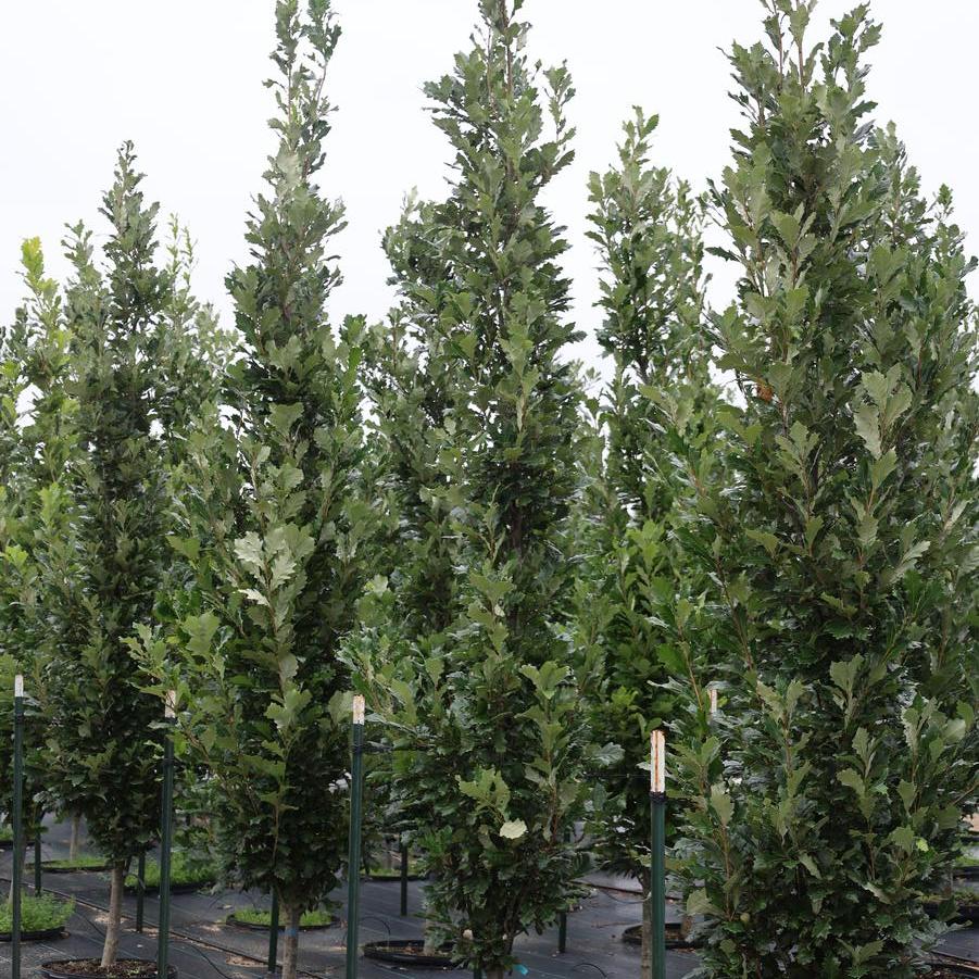 Quercus robur x bicolor 'Kindred Spirit®' - Oak from Great Lakes Landscape Supply
