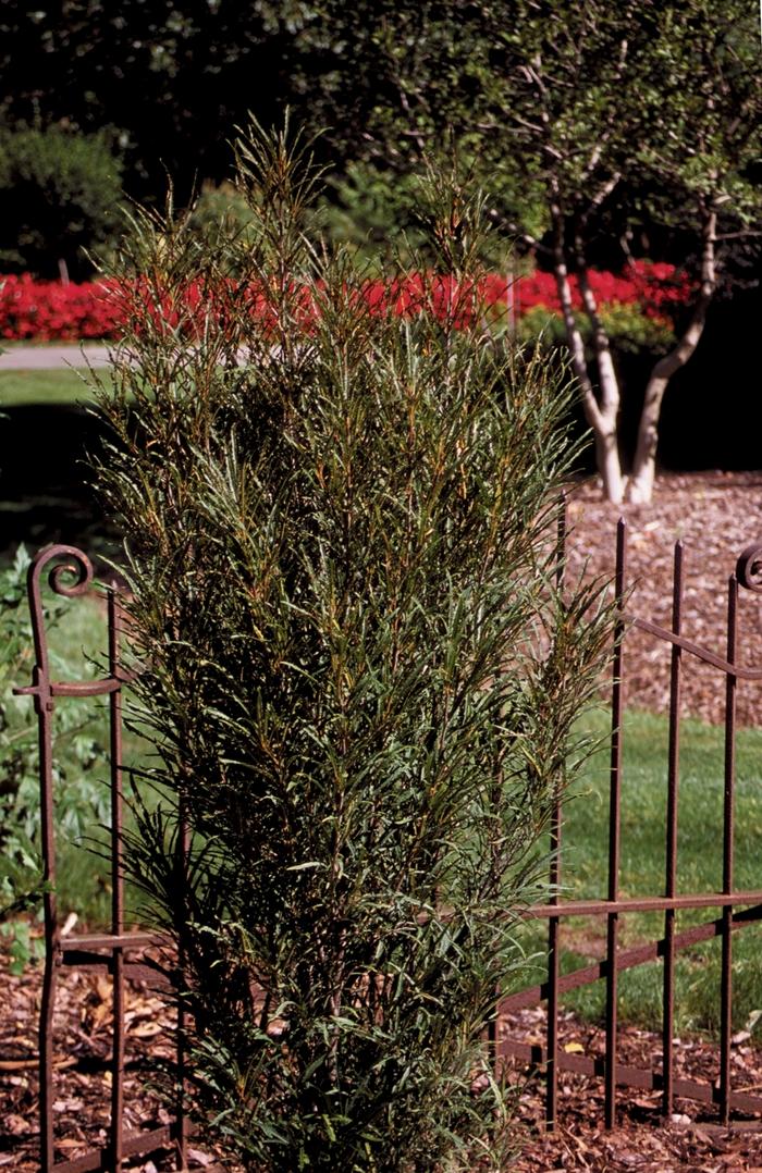 Rhamnus frangula Fine Line&reg;