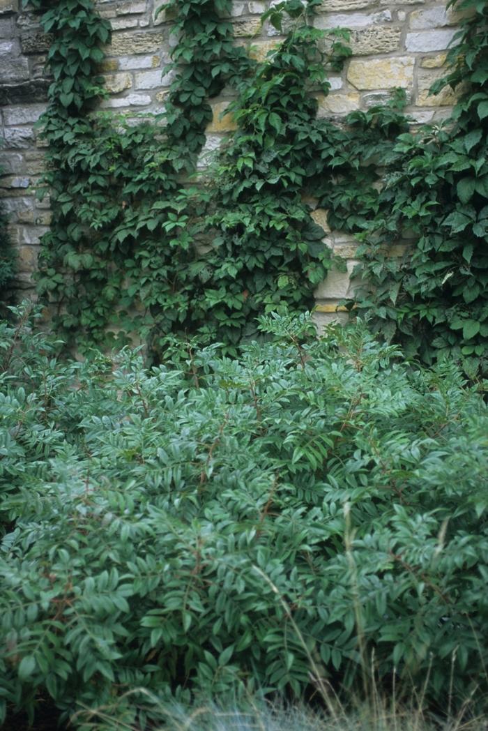 Rhus copallina var. latifolia Prairie Flame&trade;