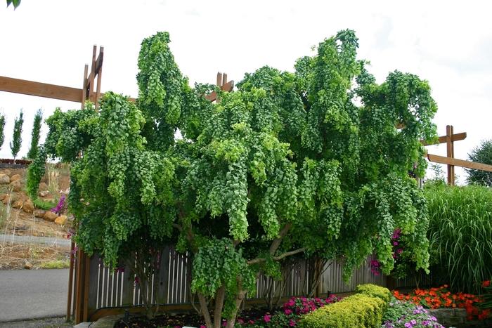Robinia pseudoacacia Twisty Baby&trade;