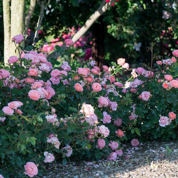 Rosa Apricot Drift&reg;