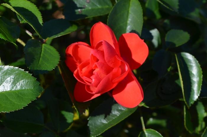 Rosa Flower Carpet&reg; Scarlet