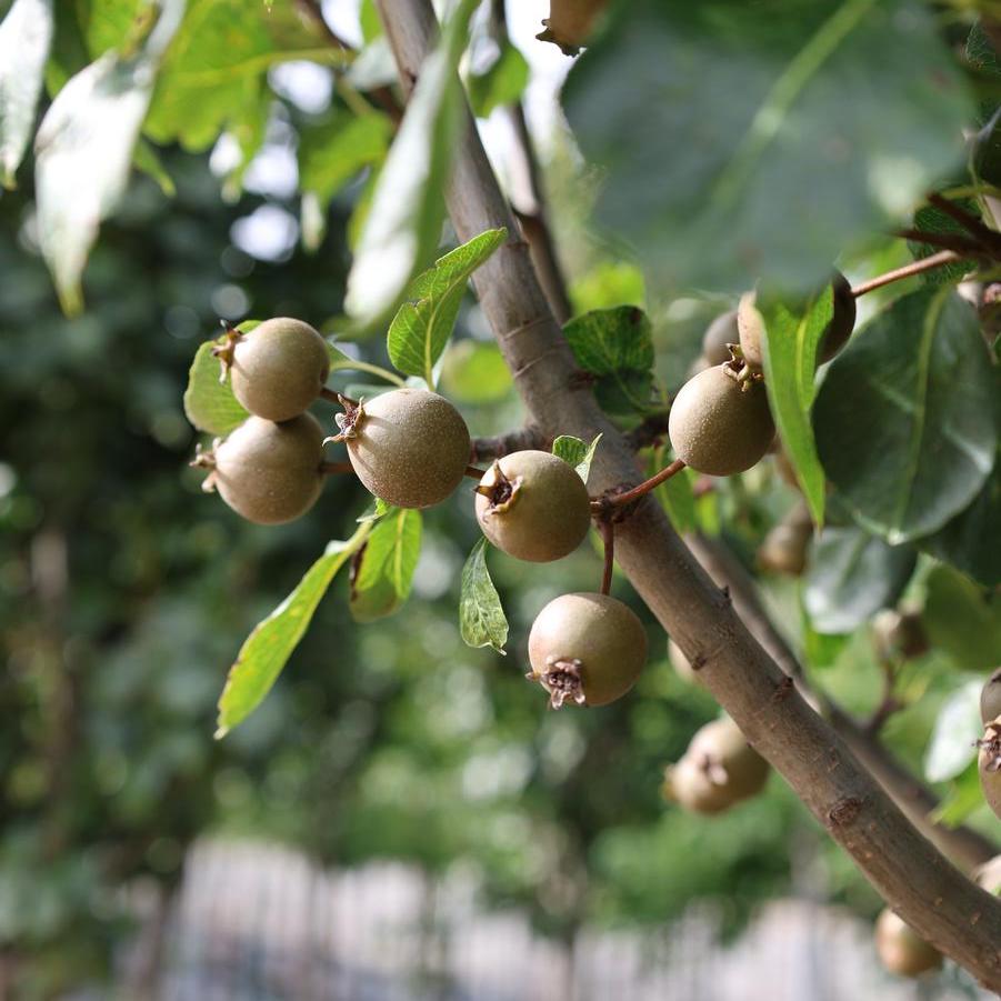 Pyrus calleryana ''Jaczam'' - Dwarf Jack Pear from Great Lakes Landscape Supply