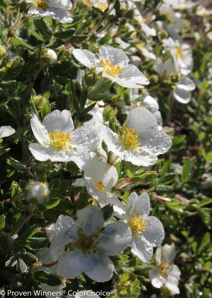 Potentilla fruticosa Happy Face&reg; White